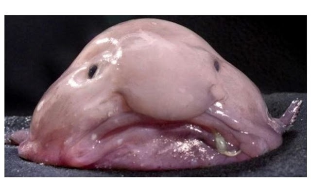 We Need to Talk About the Blobfish